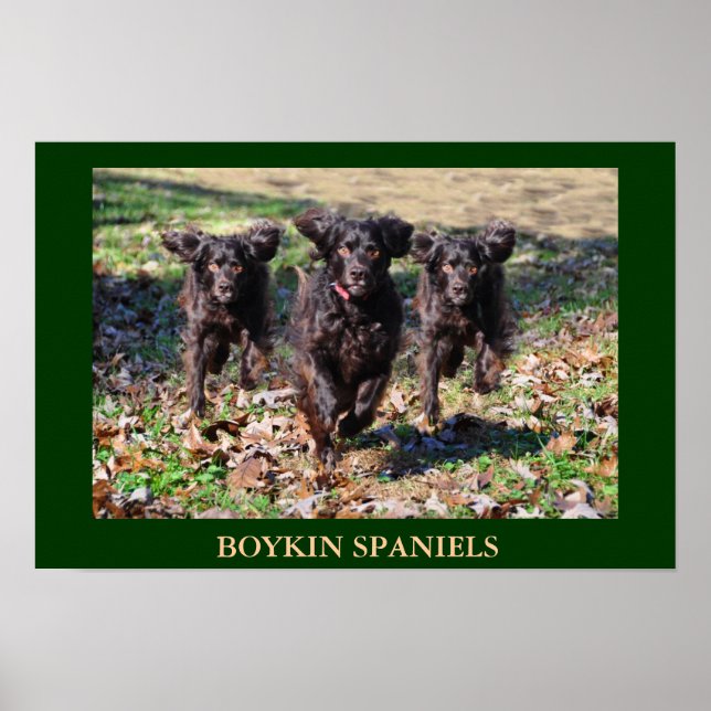Boykin Spaniels Poster (Front)