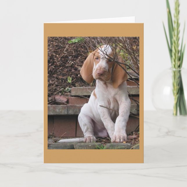 Bracco Italiano Greeting Card (Front)