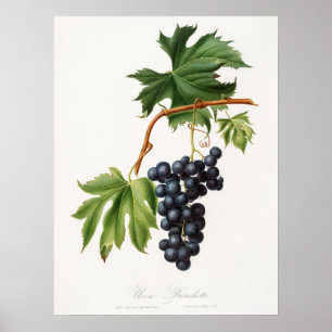 Brachetto grape by Giorgio Gallesio Poster