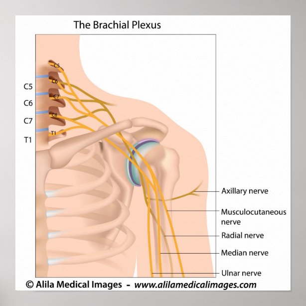 Brachial Plexus Gifts & Gift Ideas | Zazzle UK