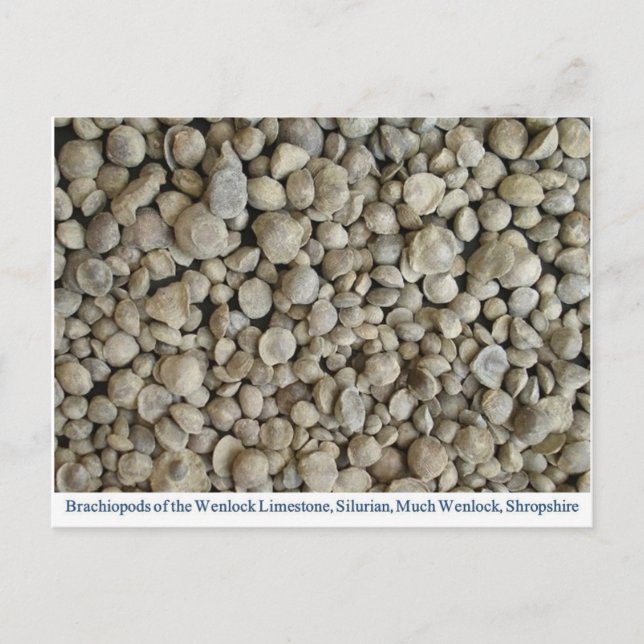 Brachiopod fossils from the Wenlock Limestone Postcard (Front)