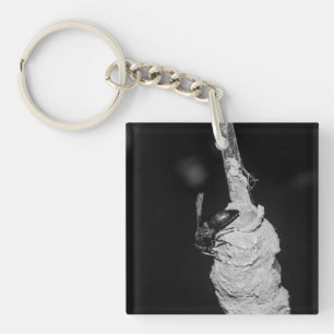 Brachygastra Key Ring