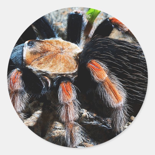 Brachypelma boehmei classic round sticker (Front)