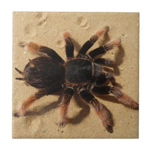 Brachypelma tarantula spider in sand tile