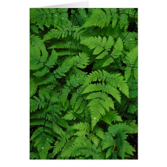 Bracken fern with rain drops, Washington State (Front)