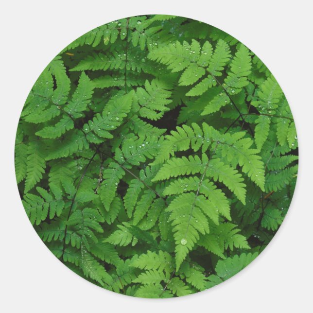 Bracken fern with rain drops, Washington State Classic Round Sticker (Front)
