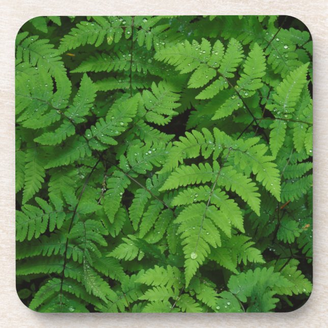 Bracken fern with rain drops, Washington State Coaster (Front)