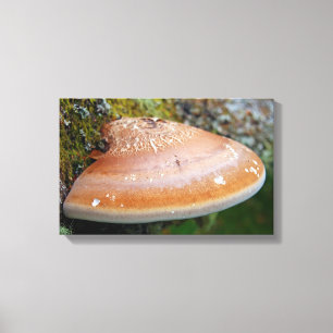 Bracket fungus canvas print
