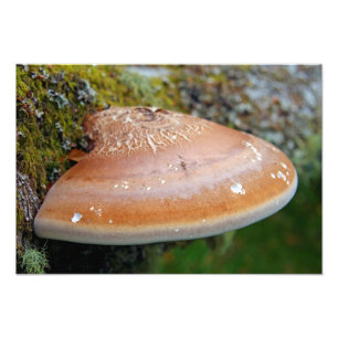Bracket fungus photo print