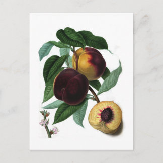Braddick's American Peach Postcard