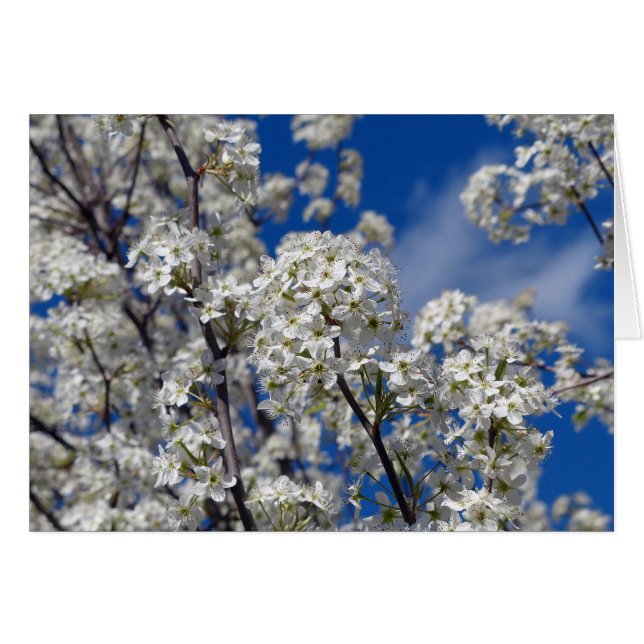 Bradford Pear Blooms (Front Horizontal)