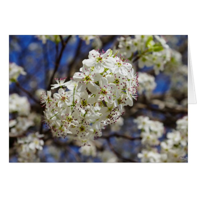 Bradford Pear Blooms (Front Horizontal)