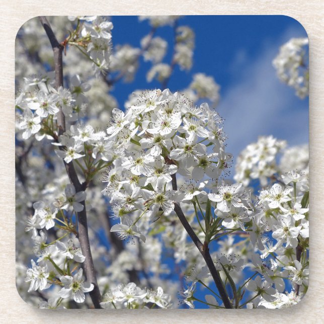 Bradford Pear Blooms Coaster (Front)