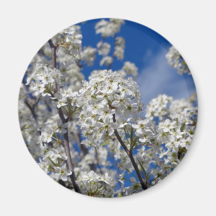 Bradford Pear Blooms Magnet