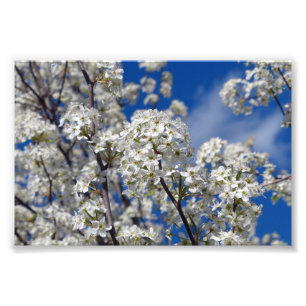 Bradford Pear Blooms Photo Print
