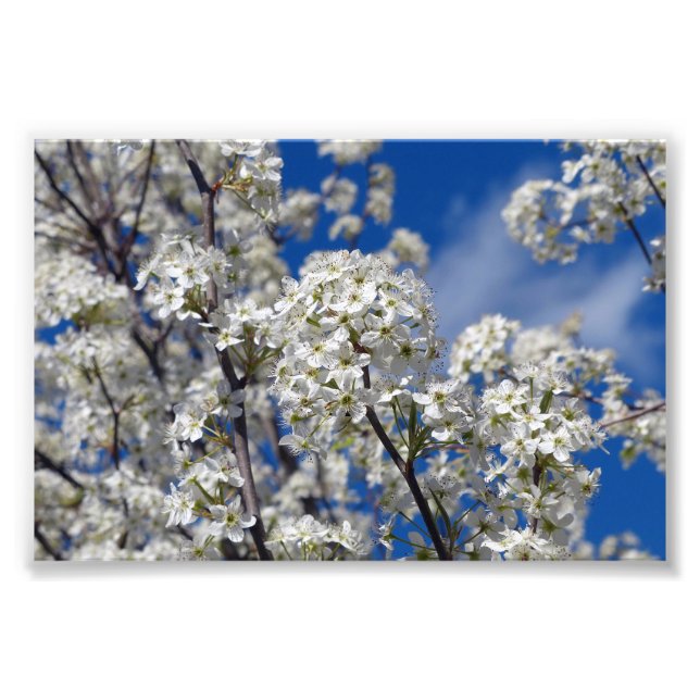 Bradford Pear Blooms  Photo Print (Front)