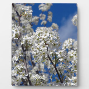 Bradford Pear Blooms Plaque