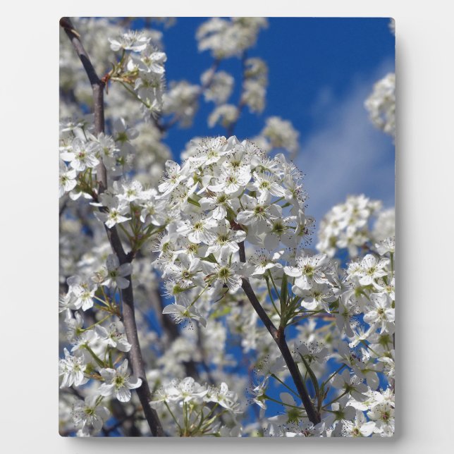 Bradford Pear Blooms Plaque (Front)