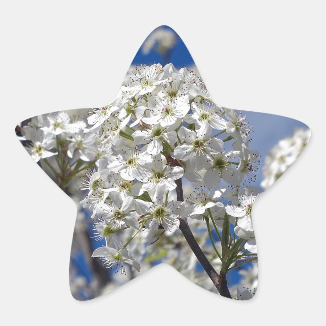 Bradford Pear Blooms Star Sticker (Front)