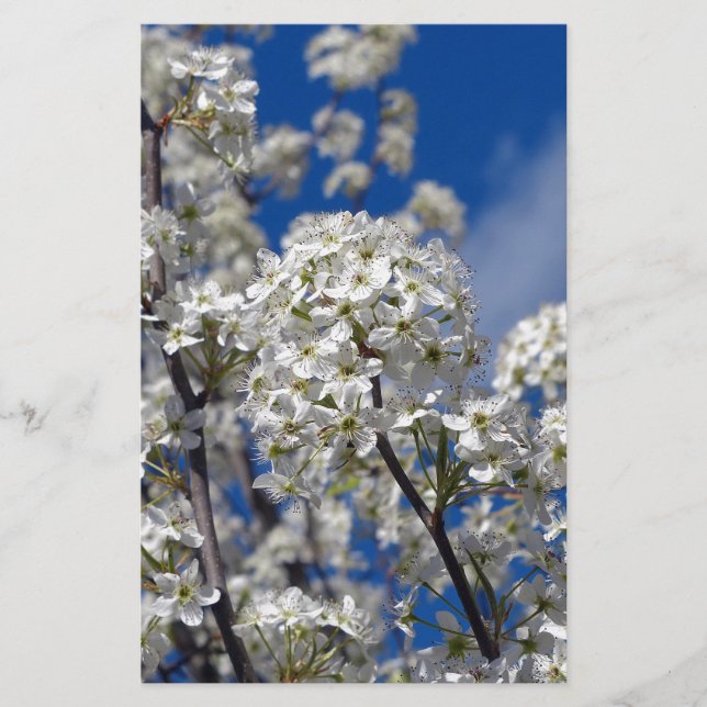 Bradford Pear Blooms Stationery (Front)
