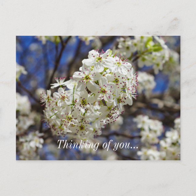 Bradford Pear Blooms Thinking Of You Postcard (Front)