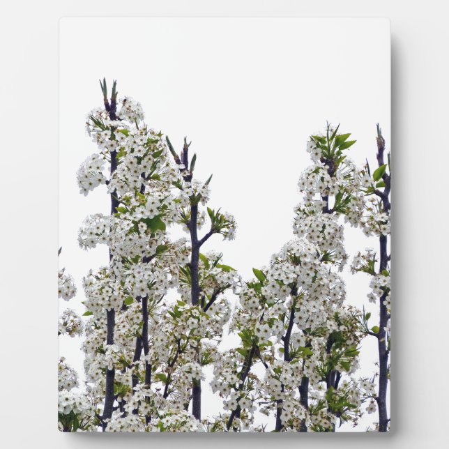 Bradford Pear Blossoms Plaque (Front)
