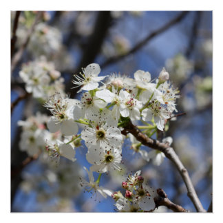 BRADFORD PEAR BLOSSOMS POSTER