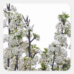 Bradford Pear Blossoms Square Sticker