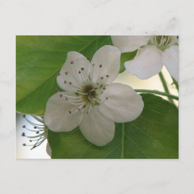 Bradford Pear Tree Bloom Postcard (Front)