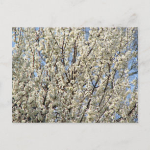 Bradford Pear Tree Blooms Postcard