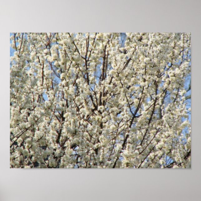 Bradford Pear Tree Blooms Poster (Front)