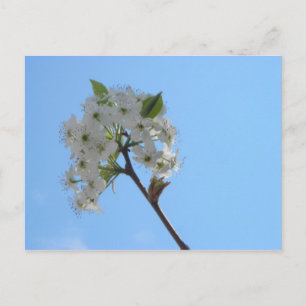 Bradford Pear Tree Postcard