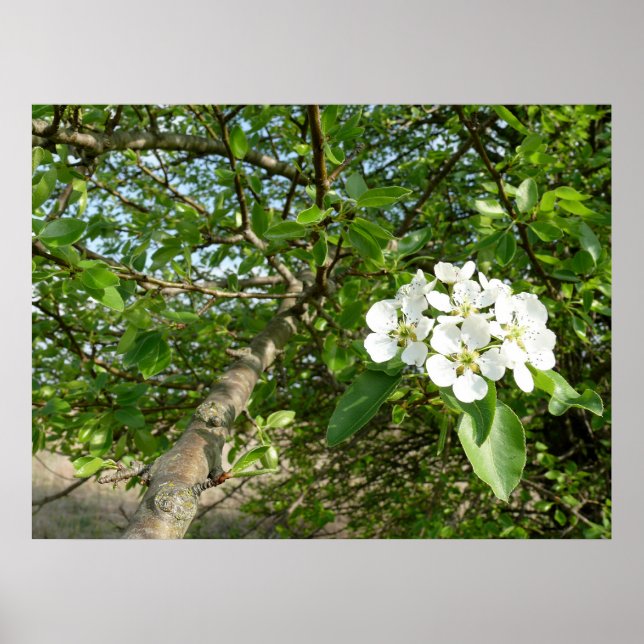 Bradford Pear tree - Poster (Front)