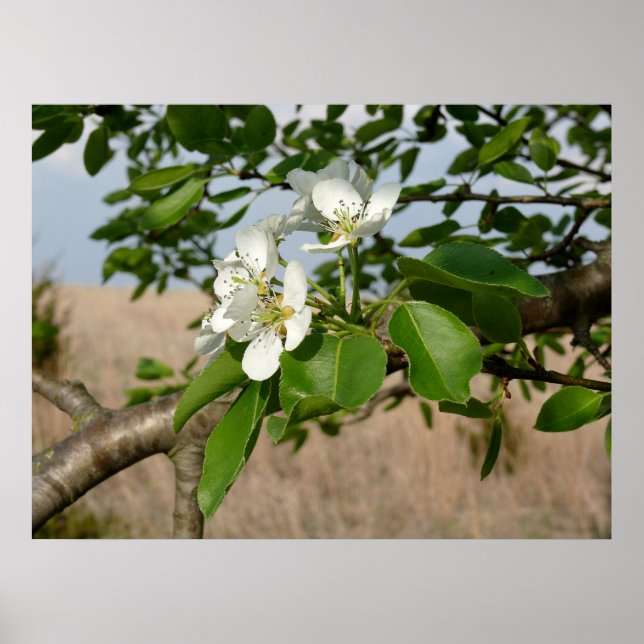Bradford Pear tree - Poster (Front)