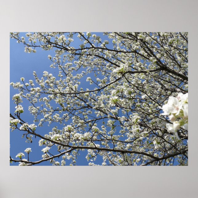 Bradford Pear Tree - Poster (Front)