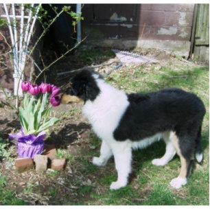 Braedyn smells the flowers (PHOTOSCULPTURE) Standing Photo Sculpture