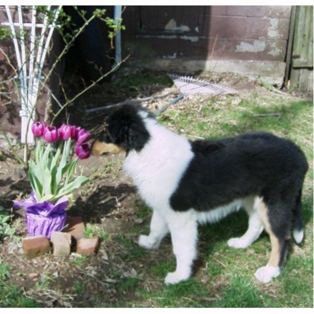 Braedyn smells the flowers (PHOTOSCULPTURE) Standing Photo Sculpture (Front)