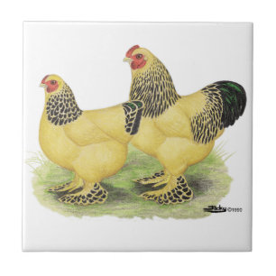 Brahma Buff Pair Tile