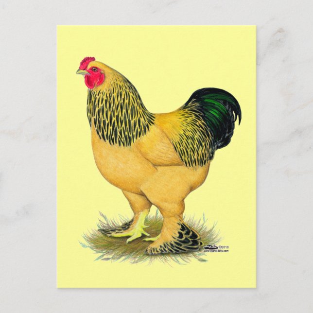 Brahma:  Buff Rooster Postcard (Front)