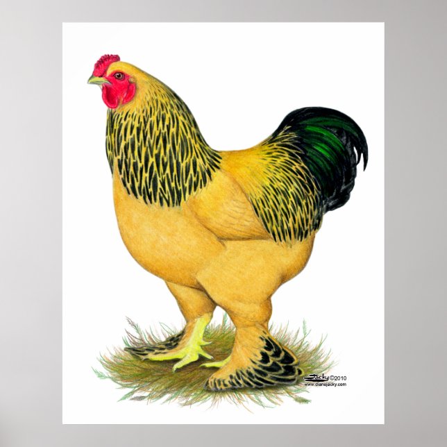 Brahma:  Buff Rooster Poster (Front)