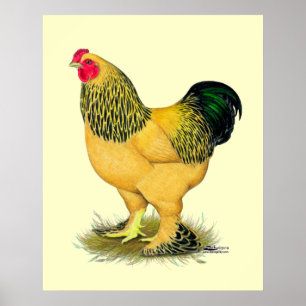 Brahma:  Buff Rooster Poster