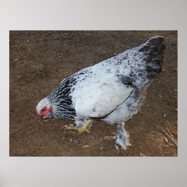 Brahma Chicken Poster (Front)