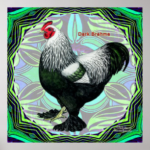 Brahma: Fancy Dark Rooster Poster