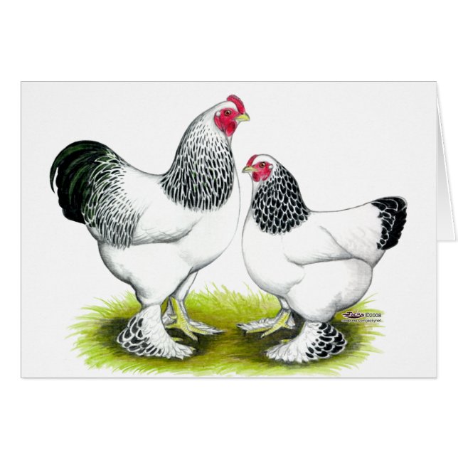 Brahma:  Light (Front Horizontal)