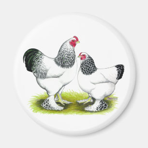 Brahma:  Light Magnet