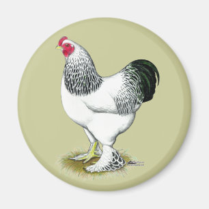 Brahma:  Light Rooster Magnet