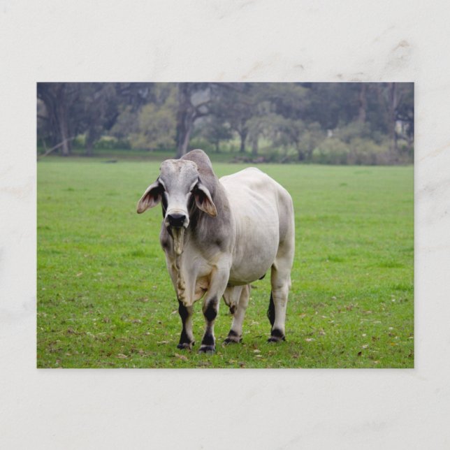 Brahman (aka. Brahma) Bull in Field Postcard (Front)