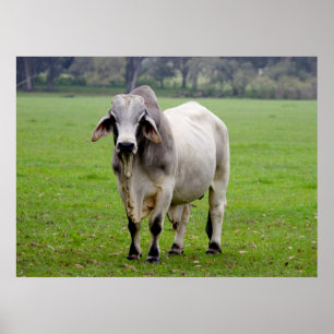 Brahman (aka. Brahma) Bull in Field Poster