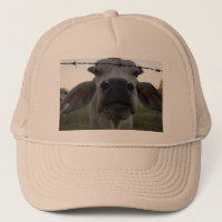 BRAHMAN BULL IN RURAL AUSTRALIA