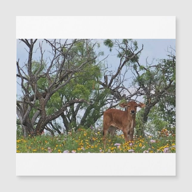Brahman Calf in Wildflowers (Front)